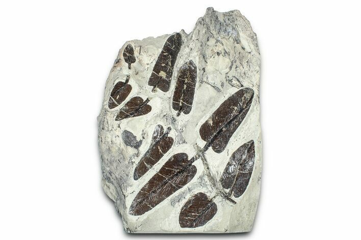 Carboniferous Fossil Fern (Neuropteris) - France #378045